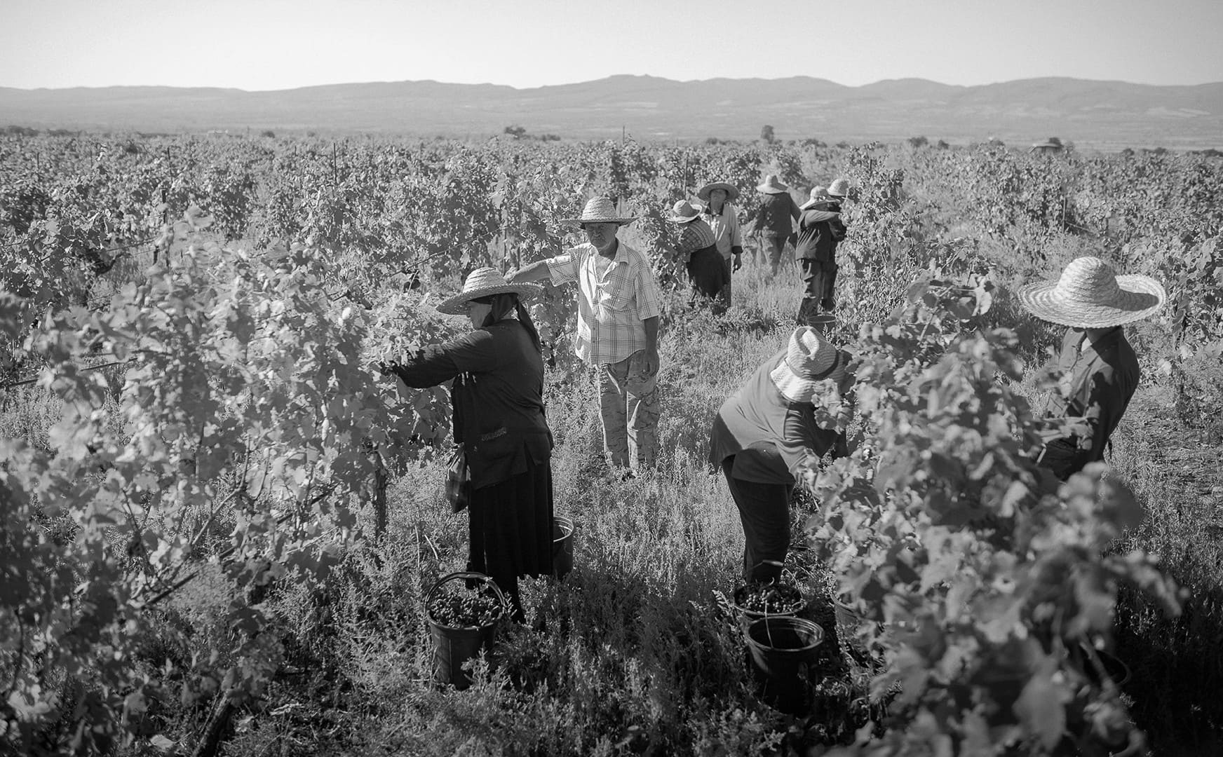 Chelti wines